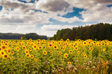 Field of blooming sunflowers on a background of blue sky, Finland