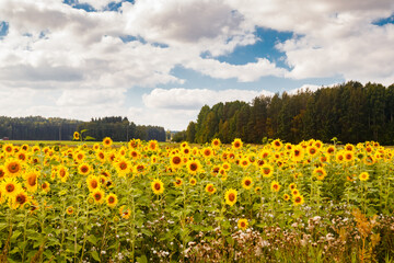 Field of blooming sunflowers on a background of blue sky, Finland