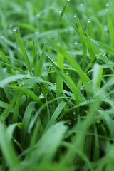 spring season abstract natural background of green rice farm close up with water drop . grass with water drops . 