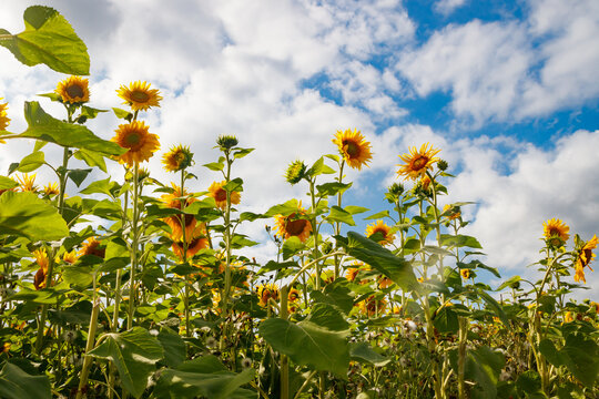 Field of blooming sunflowers on a background of blue sky, Finland