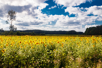 Field of blooming sunflowers on a background of blue sky, Finland