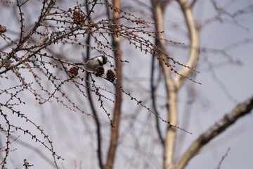 松ぼっくりを突くコガラ