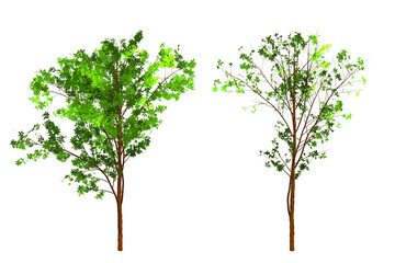 Obraz premium tree isolated 