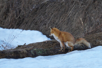 排便をするキタキツネ © Junoreda