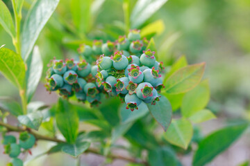 Green berries blueberries