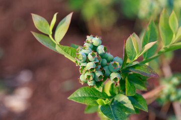 Green berries blueberries