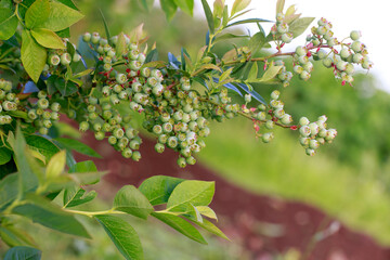 Green berries blueberries