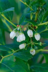 Blooming blueberry close up