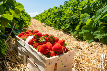 Strawberry field on fruit farm. Fresh ripe organic strawberry