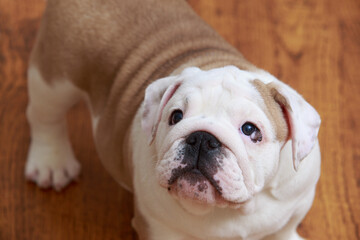 Fototapeta premium english bulldog puppy