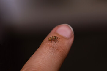 tiny jumping spider on a finger