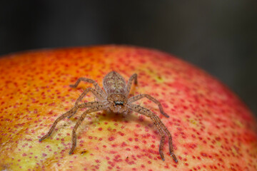 Australian brown jumping spider on a pomegranate fruit outdoors during summer