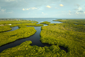 Overhead view of Everglades swamp with green vegetation between water inlets. Natural habitat of...