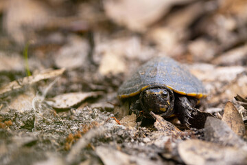 A tiny, cute, baby turtle walking along the forest floor in Myakka River State Park, southwest Florida