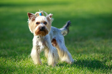 Dog breed Yorkshire Terrier