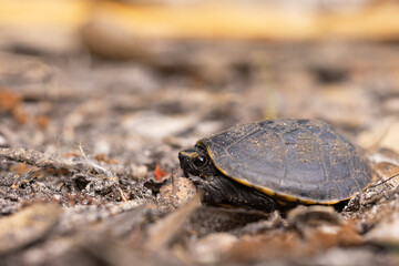 A tiny, cute, baby turtle walking along the forest floor in Myakka River State Park, southwest Florida