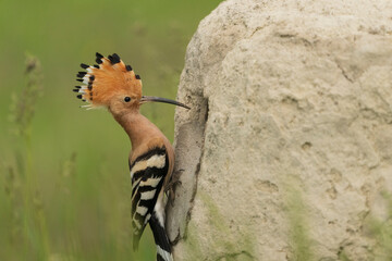 Eurasian hoopoe (Upupa epops)