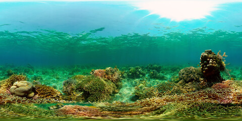 Colourful tropical coral reef. Tropical coral reef. Underwater fishes and corals. Philippines. Virtual Reality 360.