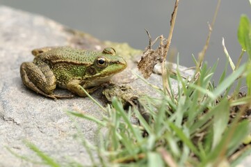 frog on the ground