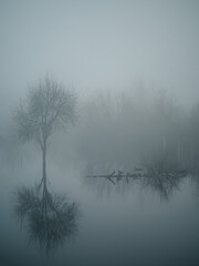 spring flood, foggy landscape with trees in the water