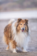 Cute rough collie, standing on a sandy beach, full body, beautiful long haired dog