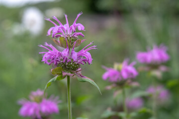Monarda