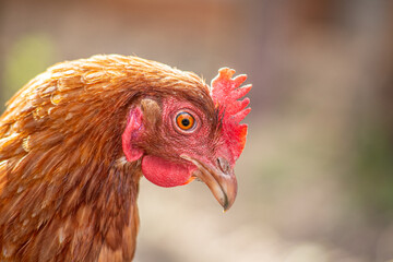 Portrait of a hen, golden - light brown one, moody photo