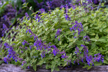 Obraz premium Nepeta 'Limelight'