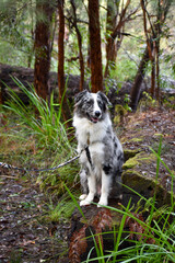 Australian Shepherd Sheepdog