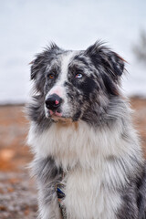 Australian Shepherd Sheepdog