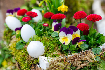 Beautiful Easter decoration white eggs, viola and red daisies