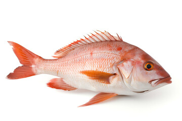 Obraz premium snapper fish isolated on white