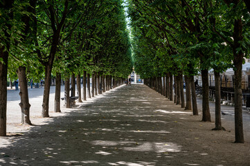 A row of trees at the Palais-Royal Garden