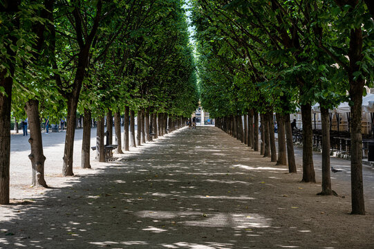 A row of trees at the Palais-Royal Garden