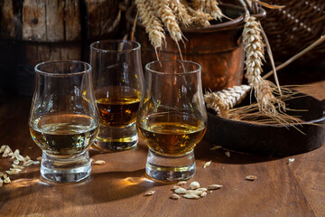 Small tasting glasses with aged Scotch whisky on old dark wooden vintage table with barley grains - obrazy, fototapety, plakaty