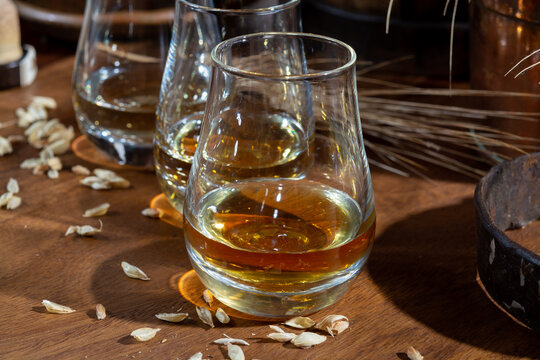 Speyside scotch whisky tasting on old dark wooden vintage table with barley grains close up
