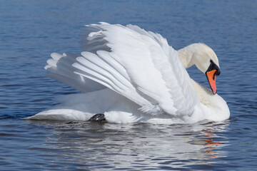 white swan swimming in a river