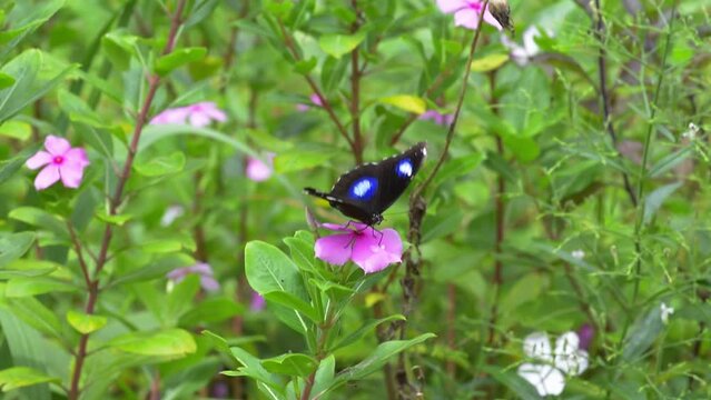 blue moon butterfly resting on pink periwinkle flower