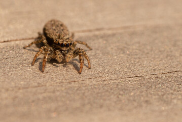 spider on the sand