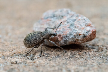 the bug on a rock
