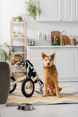 Handicapped dog looking at camera near wheelchair and bowl at home.