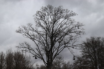 Schuhe hängen auf einem Baum  im Schulhof.