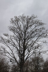 Schuhe hängen auf einem Baum  im Schulhof.