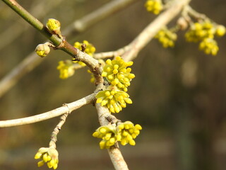 macro of a blooming tree branch