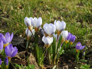 spring crocus flowers under sun