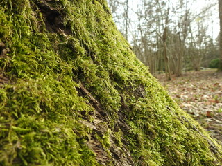moss on tree