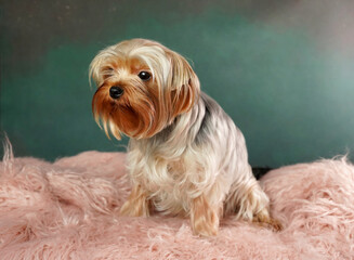 An adult Yorkshire Terrier Dog Sitting on a pink fur Pillow. Fluffy, cute Yorkshire Terrier Looks at the Camera