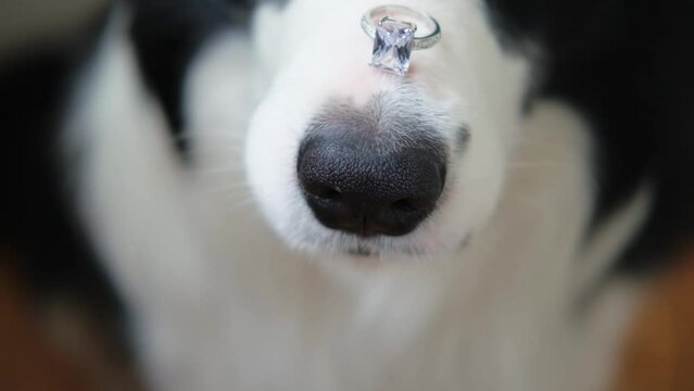 Will you marry me. Funny portrait of cute puppy dog border collie holding wedding ring on nose close up. Engagement marriage proposal concept