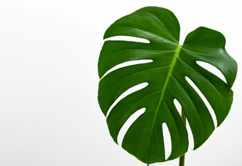 Naklejka na ściany i meble monstera leaf with blank page over against wall home flower plant decor.copy paste mock up template. monstera green leaves minimalist tropical background for lettering.