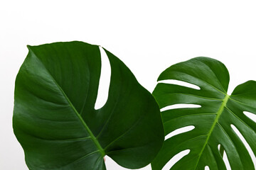monstera leaf with blank page over against wall home flower plant decor.copy paste mock up template. monstera green leaves minimalist tropical  background for lettering.
